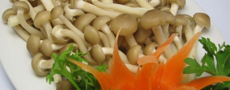 Nấm vị cua giúp tăng cường trí não