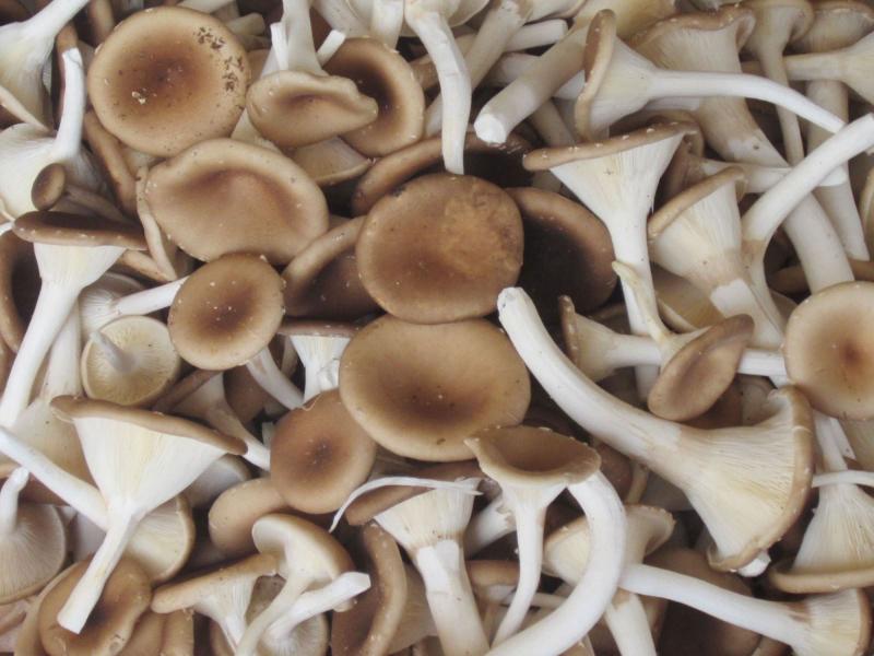Nấm Ngọc Tẩm (Nấm vị cua)