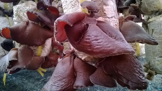 Nấm tai mèo có lợi với những người bị béo phì