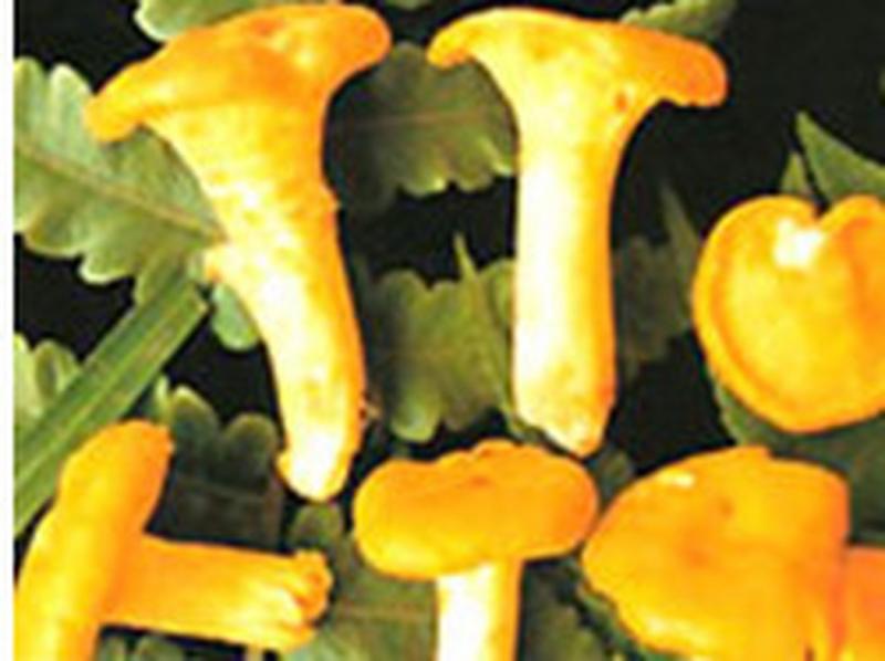 Nấm Trâm vàng
