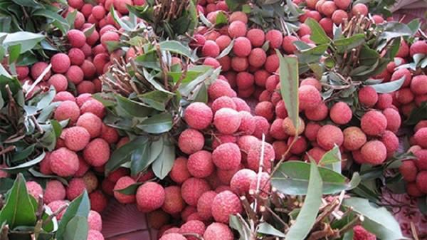 Ăn nhiều vải gây sảy thai
