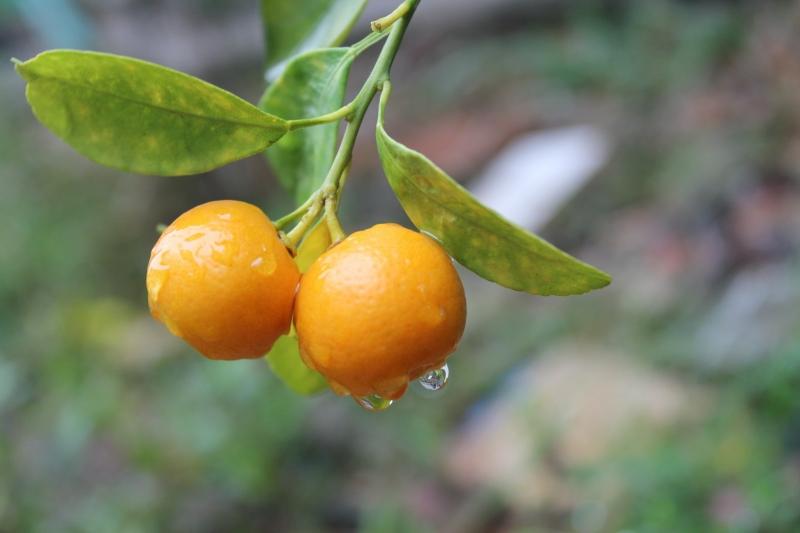 Sẽ là thiếu xót nếu quên đi quất, quả có nhiều lợi ích không ngờ