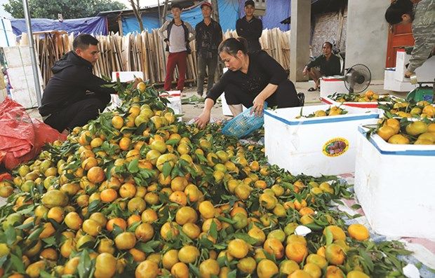 Quýt Quang Thuận