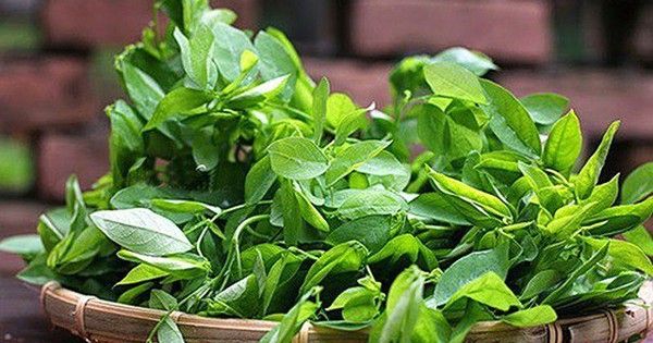 Papaverin trong rau ngót có thể làm sảy thai