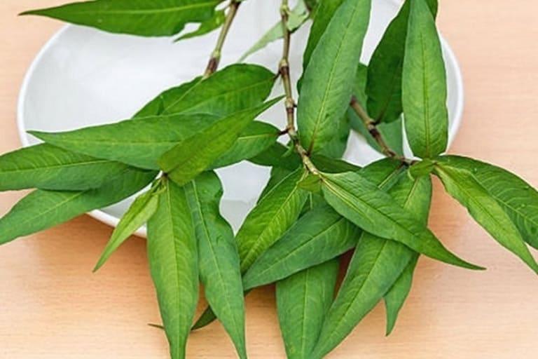 Rau răm gây xuất huyết bất thường