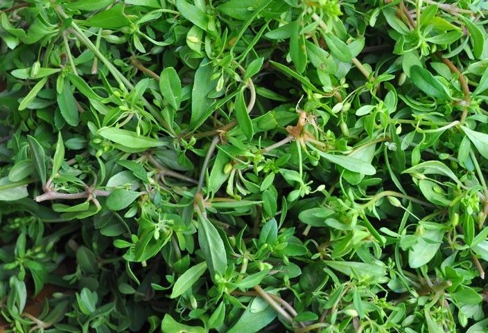 Rau sam làm tử cung co bóp mạnh gây sảy thai