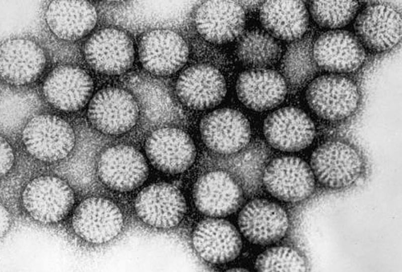Rotavirus