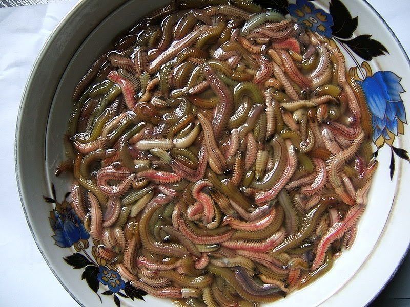 Rươi