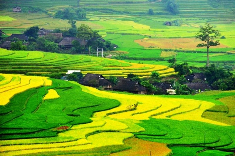 Ruộng bậc thang tại Sa Pa