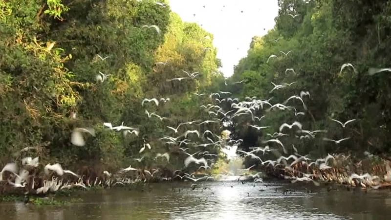 Bạt ngàn Tràm chim Tam Nông - Đồng Tháp.