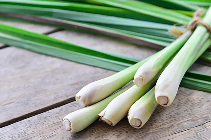 Sả tươi