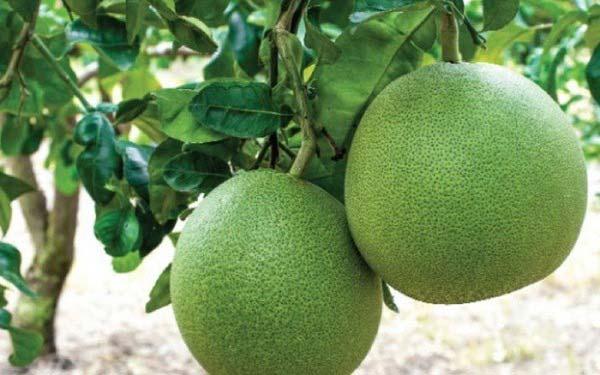 Bưởi tốt cho người bệnh tiểu đường.