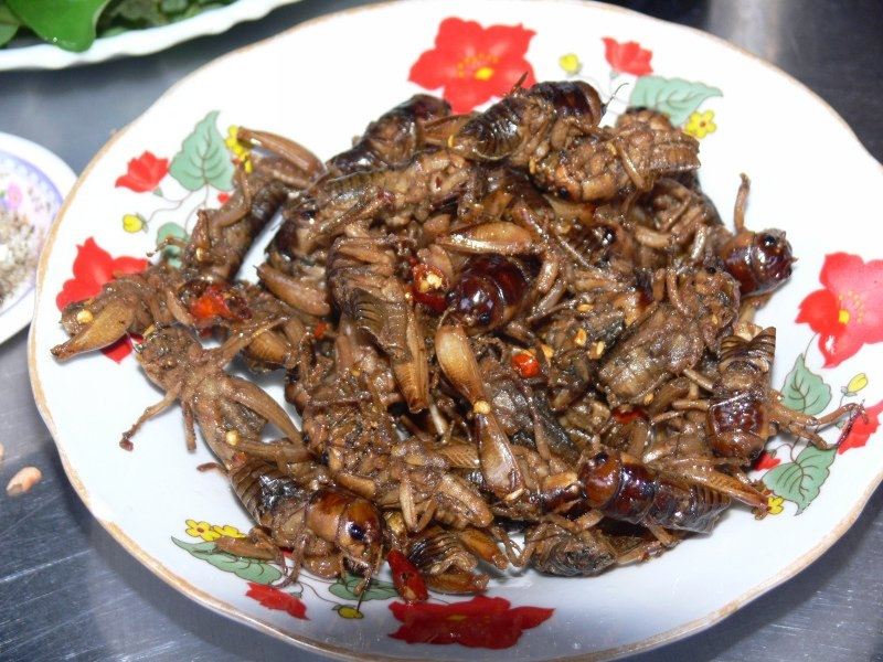 Các món ăn từ ve sầu luôn gây ấn tượng cho người thưởng thức.
