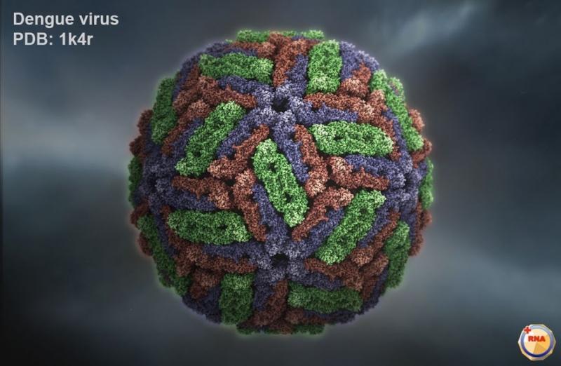 Virus Dengue