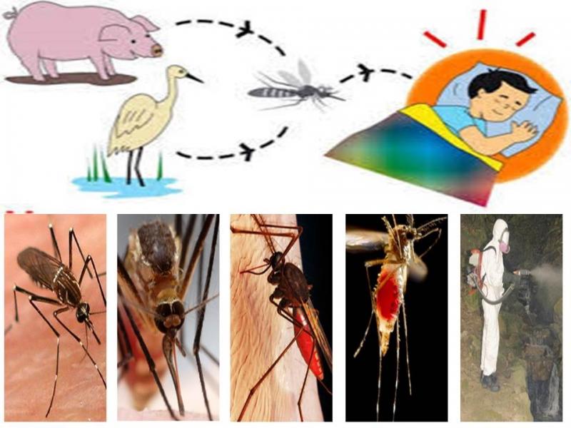Virus viêm não Nhật Bản
