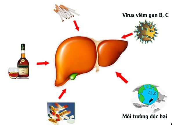 Virus Viêm gan B - C