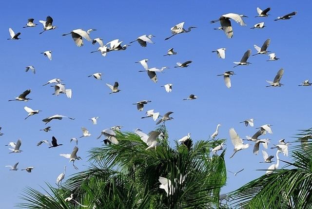 Khu sinh thái với vườn cò bay rợp trời