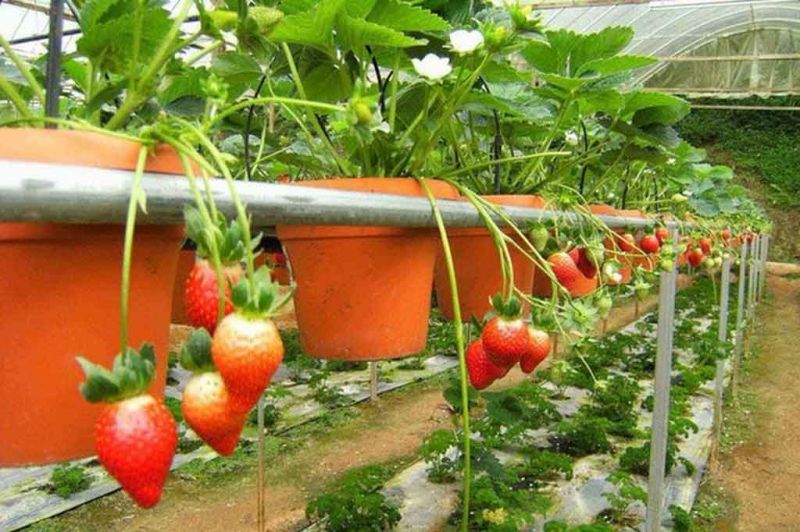 Dâu tây tại vườn dâu Nguyễn Lâm Thanh