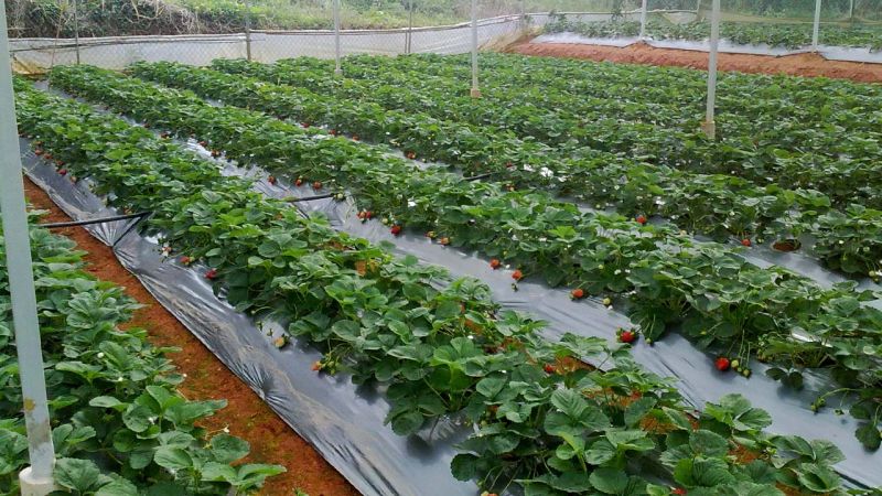 Vườn dâu tây sạch Bà Lan