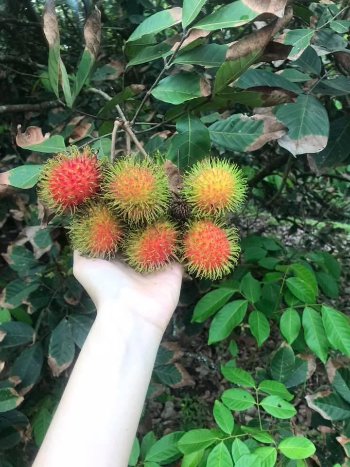 Vườn trái cây Trảng Bàng